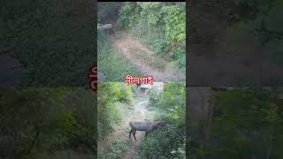 নীলগাই দেখলাম অনেক দিন পর। nilgai youtubeshorts cholonahariye [upl. by Aborn]