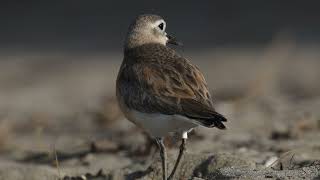 New Zealand dotterel  Birds in New Zealand [upl. by Afatsom]