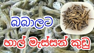 Dried Sprats for 7 months babies II මාස 7 බබාලට හාල් මැස්සන් කුඩු [upl. by Nnairac]