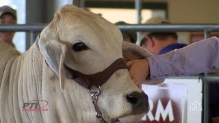 Ag Minute — Brahman Cattle [upl. by Hance630]