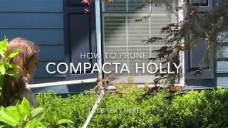 Pruning a compacta holly [upl. by Ceil]