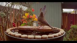 House Finch in the rain… [upl. by Lucey582]