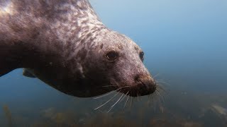 Scuba diving with the seals and on the wrecks of Lundy Island Devon Aquanauts Club Trip 2021 [upl. by Kern495]