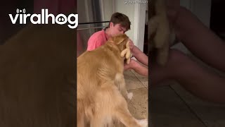 Golden Retrievers Best Friend Comes Home From College  ViralHog [upl. by Nylahsoj]