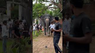 Entry  shimil  kaveri  malappuram  elephant kaveri keralaelephant malappuram love [upl. by Adleremse]