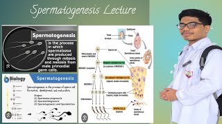 Spermatogenesis Concepts [upl. by Dahaf66]