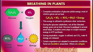 Glycolysis amp Fermentation  CBSE Class 11th Biology  Respiration in Plants  NEET 2025 Revision [upl. by Anytsirk]