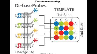 Sequencing by oligonucleotides ligation and detection SOLiD [upl. by Zaccaria]