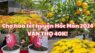 Chợ hoa tết huyện HÓC MÔN 2024 Vạn thọ 40k Củ cải TÀI LỘC Cúc mai vàng rực cả con đường [upl. by Vaish]