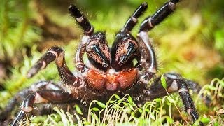 Large funnelweb spider in Booderee National Park [upl. by Deuno468]