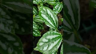 Aluminum Plants Grown on small pots Ready for shipping juliardbotanical aluminumplant [upl. by Anse]