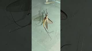 Molting Giant Mayfly Hexagenia limbata Colorado County Texas [upl. by Areval967]