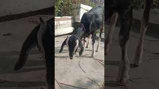 Janwar palna chahie goat animals dog [upl. by Bergess]