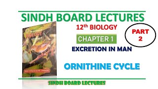 Ornithine Cycle  Deamination amp Urea Formation  Part 2 Excretion in Man  12th Biology Sindh [upl. by Eiznekam]