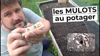 Comment je gère les mulots au potager [upl. by Nirtak]