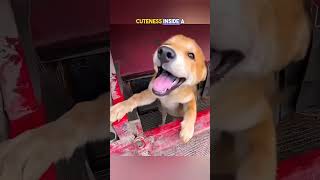 These cute doggos live inside a truck viralvideo [upl. by Lanza460]