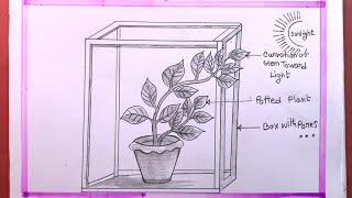 How To Draw Photoperiodism Experiment Of Plant [upl. by Robison]