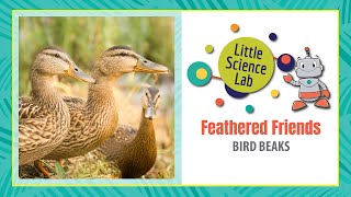 Little Science Lab Feathered Friends  Bird Beaks [upl. by Sharron]