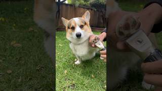 Dog grooming corgi camping nature [upl. by Hanala]