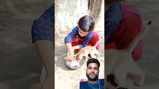 Billi ko lachra me fack diya ll ytshorts viral cat reactionvideo emotional [upl. by Murial]