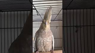 cockatiel cockatielbird birds pets parrot cockatielsound cockatielsinging minivlog ytshorts [upl. by Trebbor]