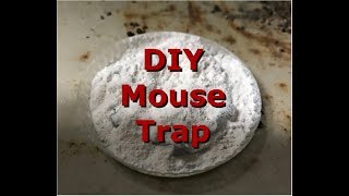 How to get rid of rats and mice in home for less than 100 [upl. by Grubb]