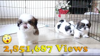 3 Adorable Shih Tzu Puppies  So playful [upl. by Itsur]