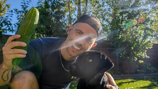 ASMR  Gardening With My Dog 🐕 [upl. by Gonnella]