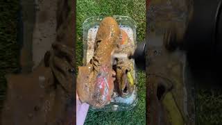 These Nike Football Boot’s Need a Cleaning in ASMR 🧼⚽️ [upl. by Alison470]