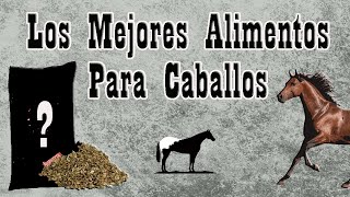 7 Alimentos Que Si Le Puedes Dar A Tus Caballos🐴Del Cerro Soy [upl. by Nerej]