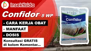 Review Insektisida Confidor 5 WP  Insektisida confidor 5 wp untuk cabe padi dan bawang merah [upl. by Orel]