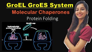 GroES GroEL Mechanism I Molecular Chaperones I Chaperonin Assisted Protein Folding [upl. by Yaffit]