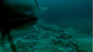 Norwegia dorsze pod wodÄ… cod under water gopro 2014 [upl. by Bilac]