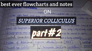 superior colliculus anatomy and physiology part2  connections of superior colliculus [upl. by Patrica]