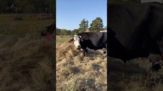 Mama Hides Baby in Pasture cow farming baby [upl. by Devad885]