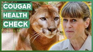 Terri Irwin Helps With A Health Check On A Cougar In Oregon  Crikey Its The Irwins [upl. by Nimesh]