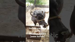 The domesticbuffalo scientific name Bubalusbubalis also known as waterbuffalo [upl. by Annehsat]