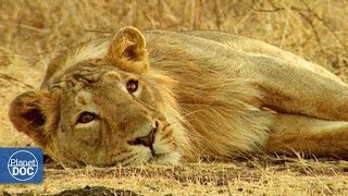 Full Documentary  Gir Last shelter of the Asian lion [upl. by Akirre]