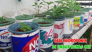 Tips dan tutorial tanam cabe hidroponik di ember bekas cat [upl. by Ennaxxor]