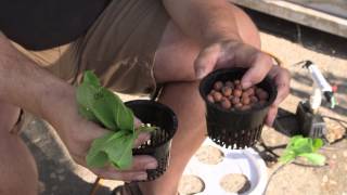 How to Transfer Planted Plants to a Hydroponic System  Hooked on Ponics [upl. by Oribel]