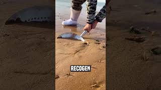 ¿Lo sabías por la playa😮 shortsvideo [upl. by Nowd]