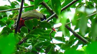 tawnytufted toucanet Selenidera nattereri Mitu Vaupes amazonian birds Cotingas and Toucans [upl. by Laveen]