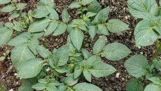 How to Grow Potato at home live information [upl. by Ahsenit]