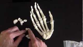 Prof Wilson on the bones of the forearm and hand See all Prof Wilson videos [upl. by Eppie]