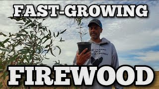 Two EASY Methods for Growing EUCALYPTUS TREES [upl. by Willner]