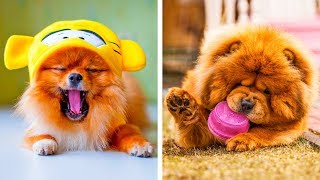 As 8 Raças de Cachorro Mais Fofas Que Farão Você Suspirar Ahhhhh [upl. by Denney]