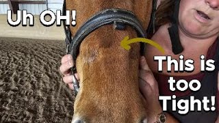 Is Your Noseband Too Tight Watch This Before Riding Your Horse [upl. by Sardella867]