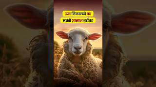 ऊन निकालने का सबसे आसान तरीका l bioclip wool harvesting system shorts animals [upl. by Eardna]