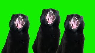 Black cat meme green screen [upl. by Neelyhtak]