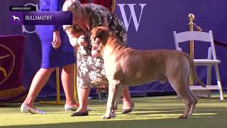 Bullmastiffs  Breed Judging 2024 [upl. by Malley203]